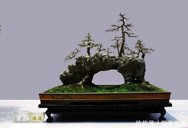 树木|盆景制作技法夏天来到，盆景脱衣换锦，有6种好处