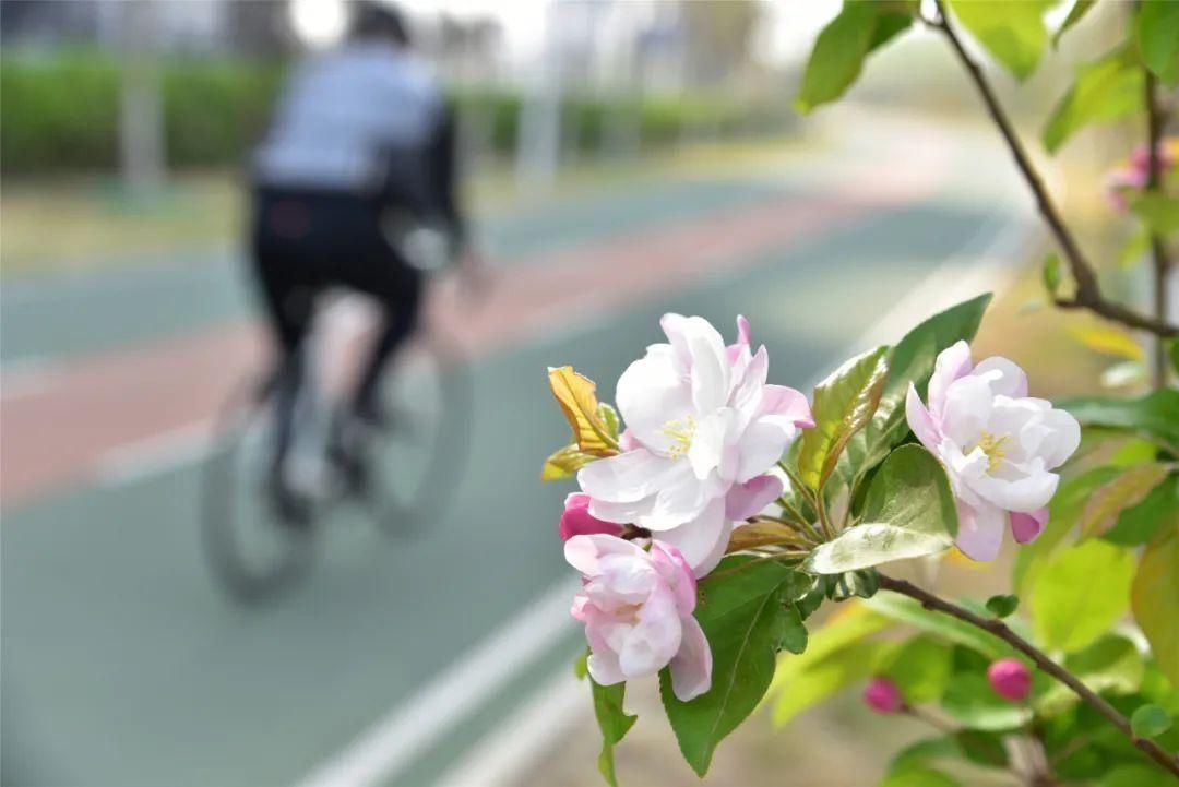 紫丁香、海棠芬芳馥郁，在昌平自行车专用路来一次观光骑行之旅吧