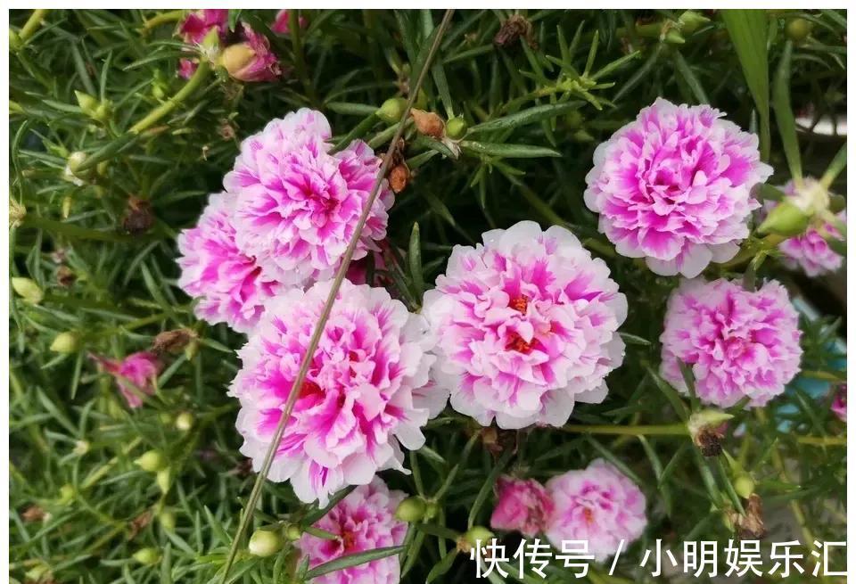 金鱼草|6种“漂亮花”,五块钱买一盆,持续开花200天,太便宜了