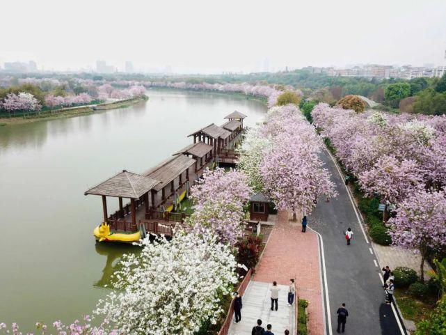 美哭啦！海珠湿地一河两岸花千树