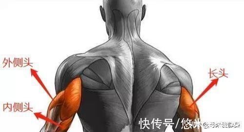 训练|手臂肌肉薄弱,3个动作练厚肱三头肌,臂围轻松突破40厘米