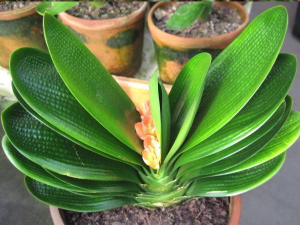 适宜|君子兰要怎么养才会早开花呢有技巧吗