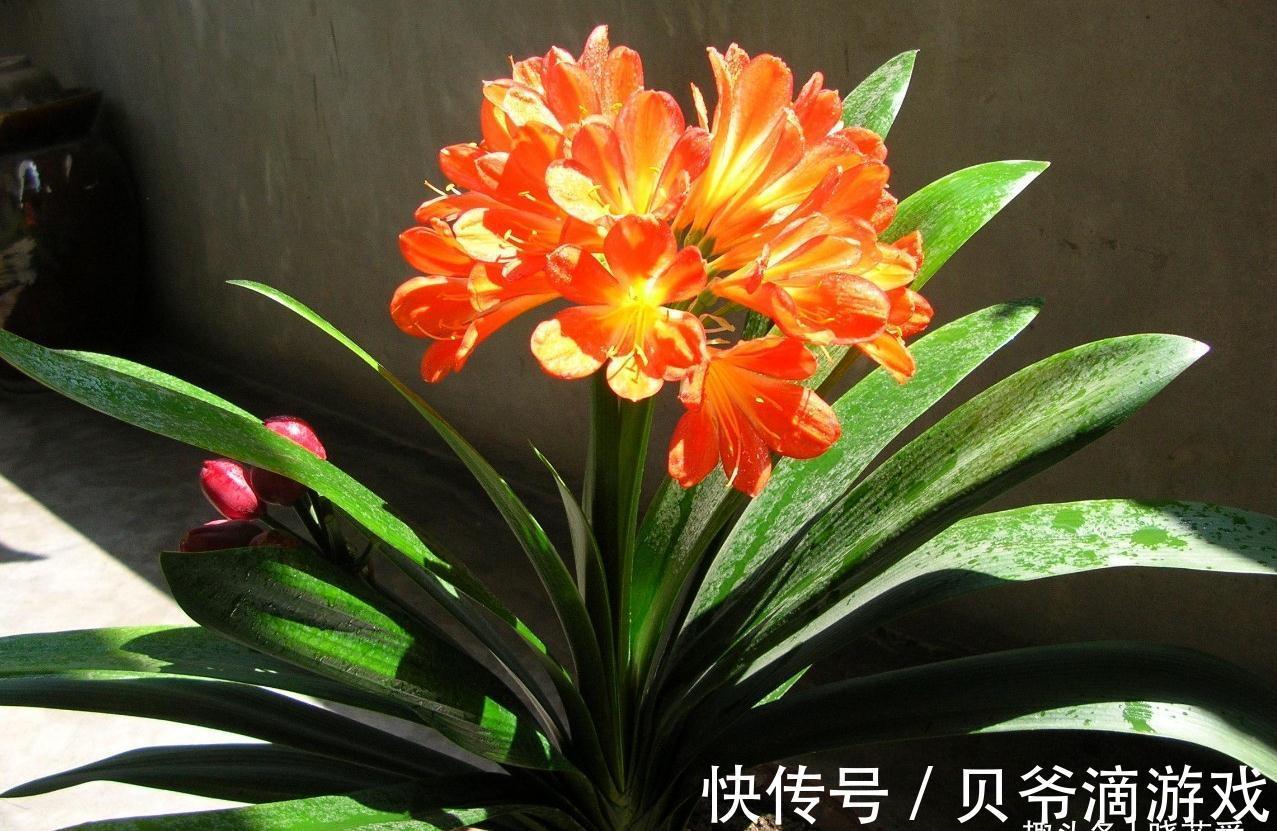 适合客厅养的“6种花”,一个比一个好养,一个比一个好看