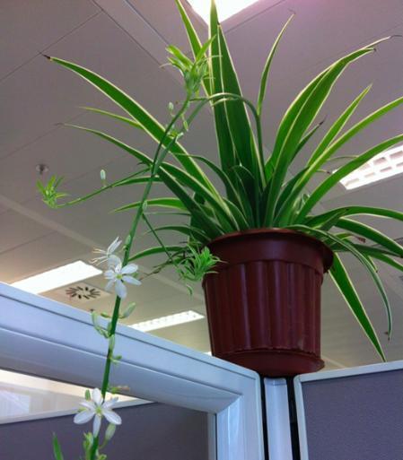 空气|除甲醛最好的五种盆栽,每一种功能十分强大,让室内空气分钟清新