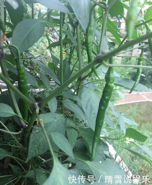 养分|阳台秋季种辣椒,简单1个小方法,来年长成盆景辣椒树,又结满了