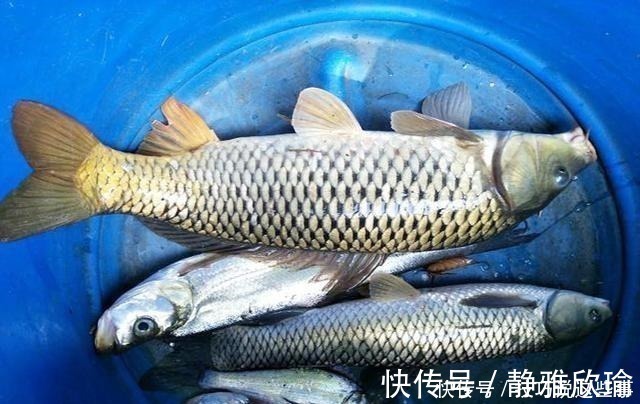 钓友们|香蕉红薯做饵料,堪称鲤鱼“克星”,饵料入水鱼儿抢着咬