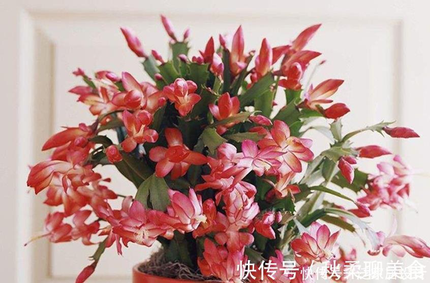 养君子兰、兰花和蟹爪兰不用别肥,就用两种,实实在在的好