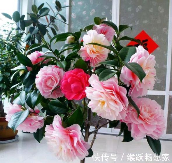 秋天不知养啥花栽几盆“年宵花卉”，现在栽培，过年就能赏花