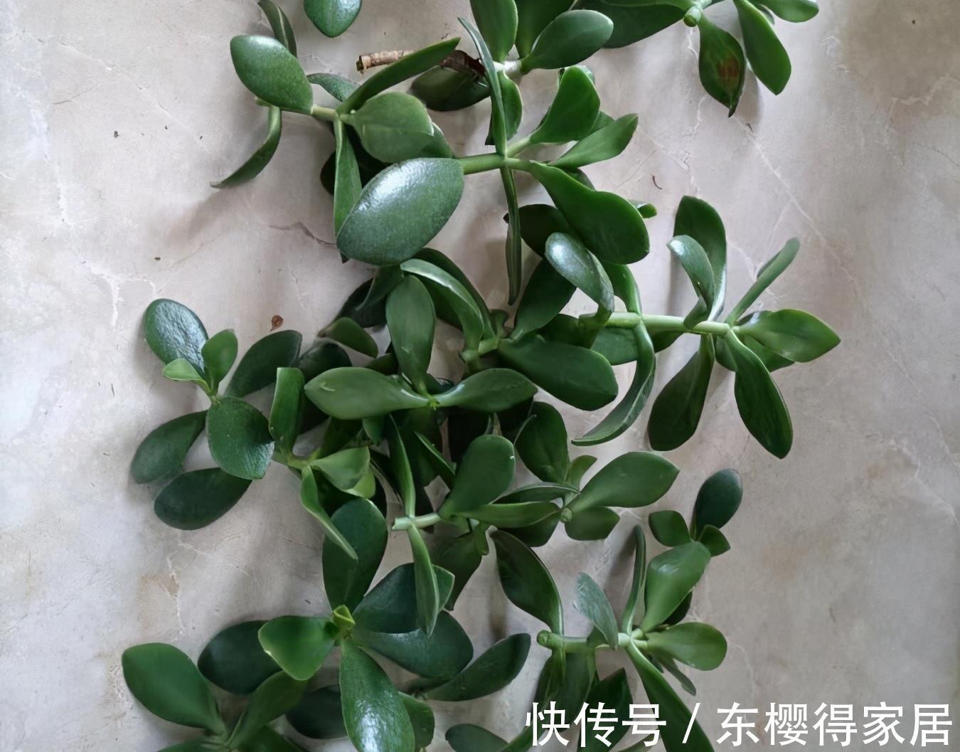 盆栽|两种皮实好养的绿植,易扦插,姿态优美,变老桩盆景