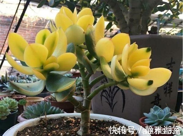 传家|多肉中的“老寿星”,越老越值钱,养成大树可镇宅可传家!