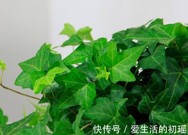 虎皮兰|卫生间可以养花吗?三种花卉,耐阴好养护正适合