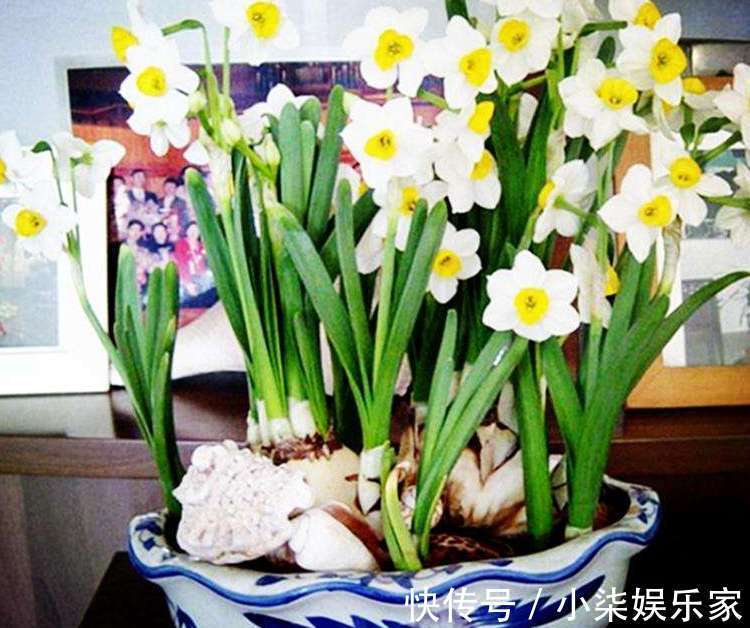 什么属相养什么“花”,一看就明白,看看你养对了吗