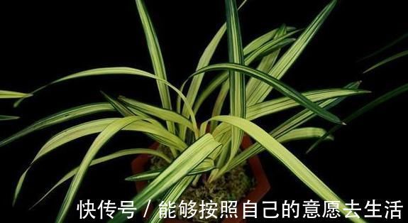 炭疽病|垃圾桶旁边的兰花捡回家,做好6点,让抛弃者后悔