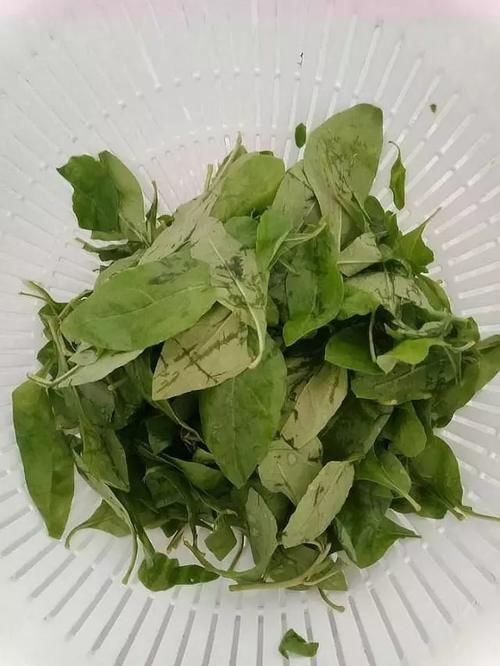 它是药也是菜,多给孩子吃,眼睛明亮视力好,才3块钱一斤