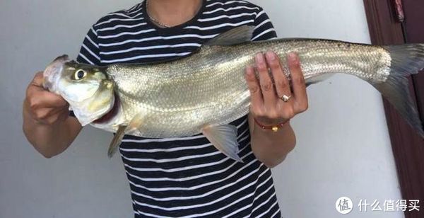 钓位|初夏野钓翘嘴鱼,这3个技巧值得遵循,把握好了让你渔获满满