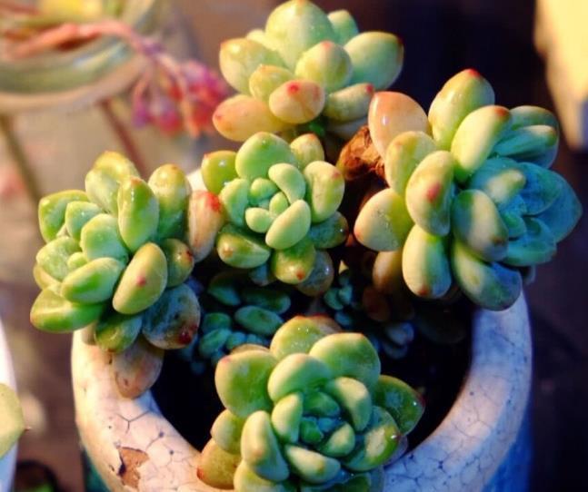秋凉|七八月份的多肉,有“3怕2喜欢”,避开了才能越长越“美”