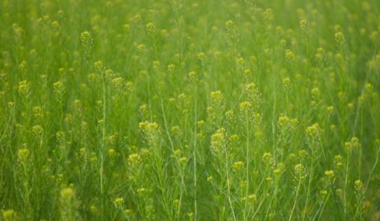 抗衰|被称咳嗽的“特效药”，常泡水喝，补血抗衰，咳嗽没了，体重轻了