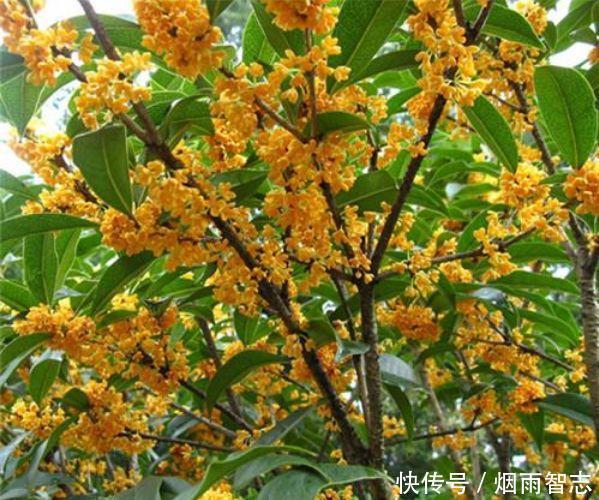 4种花是花中劳模,一年四季开花不断,颜值超高美极了