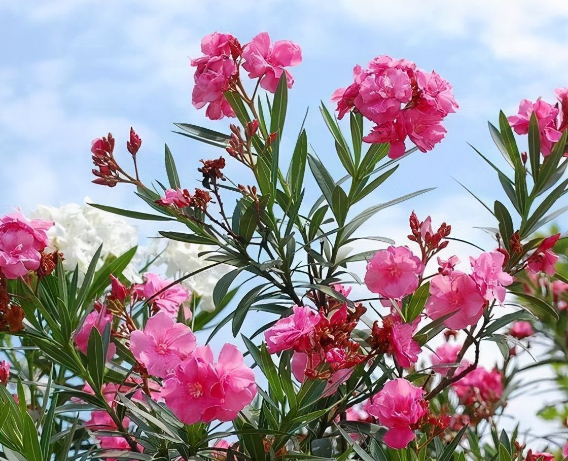 这3种花再好看也别养,常闻对身体不好,尤其是小孩不要碰