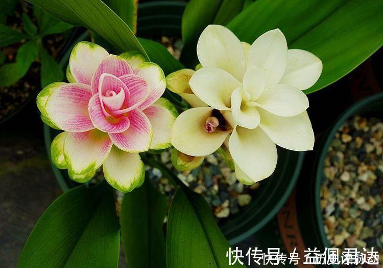 姜科|3种花漂亮又芳香,多季开花,很值得栽培