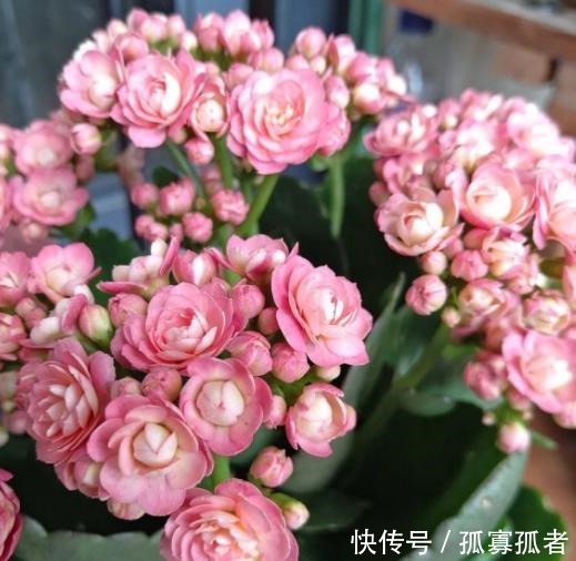 绿萝、吊兰太普通别养了,换上4种花,更加美丽,还显得家庭富贵!