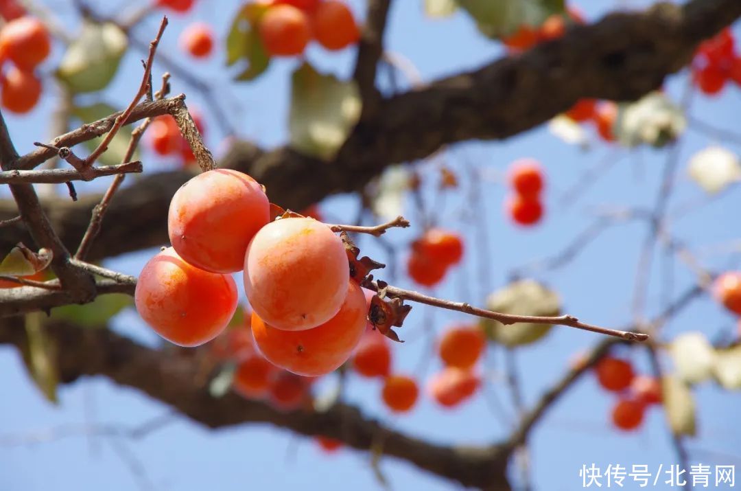 柿子|柿子吃对了，一身都是宝，但吃错要出事！爱吃柿子的人要注意