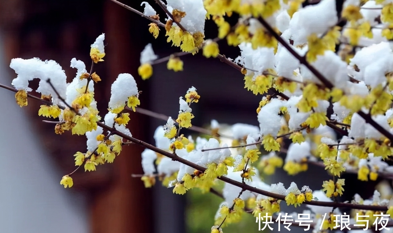 花卉|这“8种”花，最能耐寒，哪怕天气再“寒冷”，也能开花旺盛