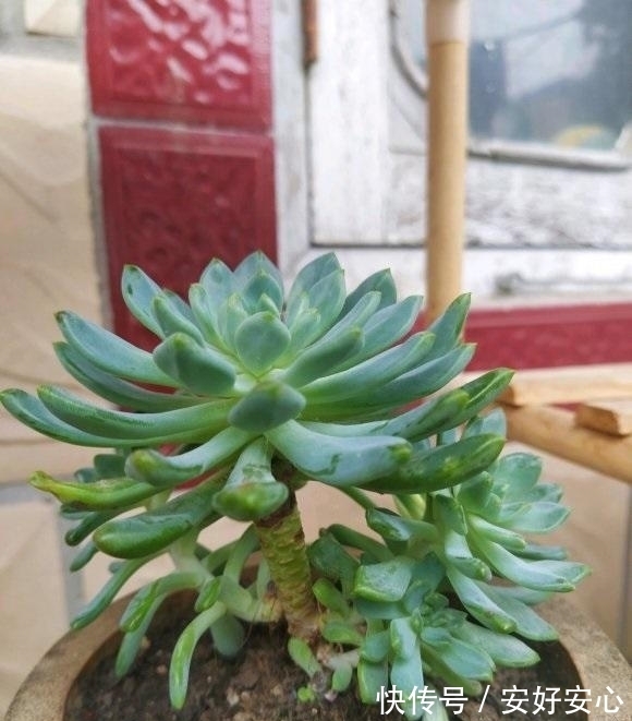多肉植物|多肉发根难?其实最简单了,埋到盆里不用管,自己就能长出来