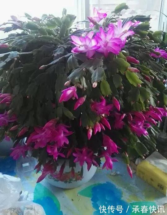 嫁接、盆栽蟹爪兰该注意什么2步管理到位,茎叶嗖嗖花开不停