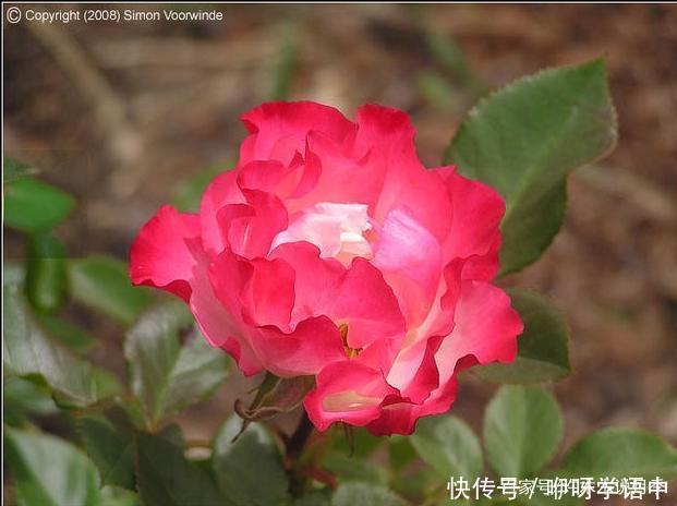 粉色|5款唯美粉色月季。美人如玉粉妆琢,粉色娇羞白如雪。抗病好养