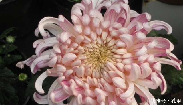 菊花|四种老年人适合养的花,又容易养又能让他们打发时间!