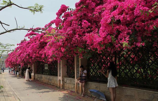 三角梅|5种花一开300多天,花量超大,都是出了名的开花机器