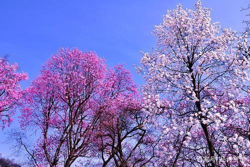 |李商隐很罕见的两首绝句,诙谐风趣,又委婉地透出小心思