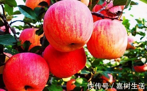 养颜美容|女性不想长皱纹,推荐3种食物,养颜美容,调理血气