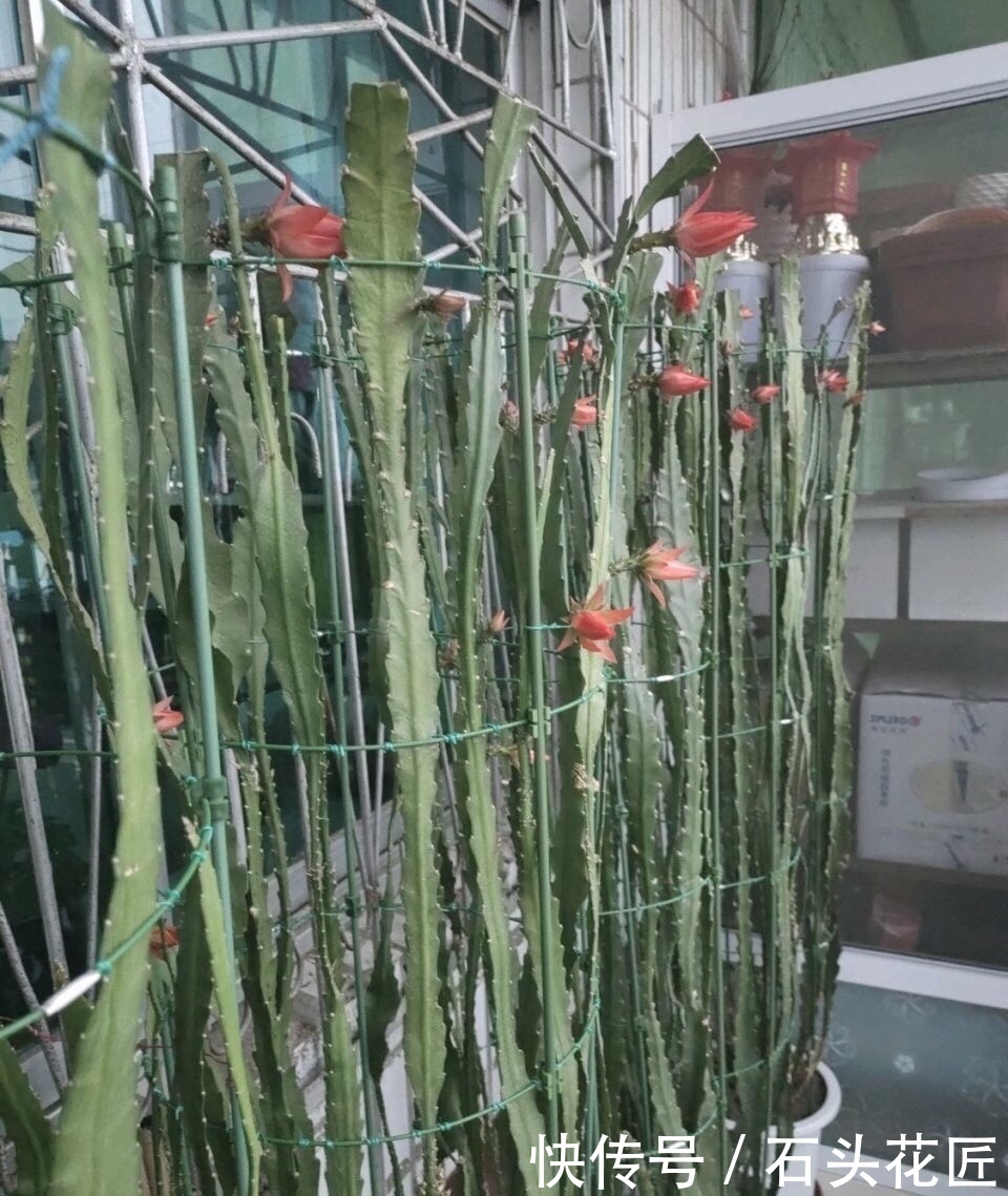 阳台|他家阳台养了“20盆”令箭荷花,长到1米5高,花苞巴掌大