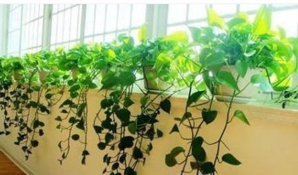 爆盆|文竹、绿萝、吊兰生长慢吞吞,学我这么养,疯狂蹿个长爆盆