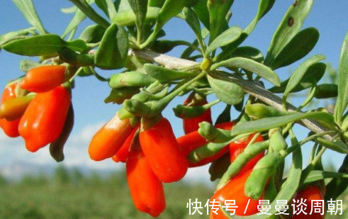 枸杞|张仲景枸杞和“它”泡,连喝3天肾补满,口臭好皮肤白腰也细了