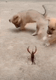 |搞笑GIF趣图:在小超市买完东西出去