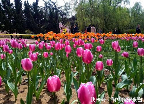 1种花,就只有一个花骨朵,但比玫瑰还惊艳!你认识吗