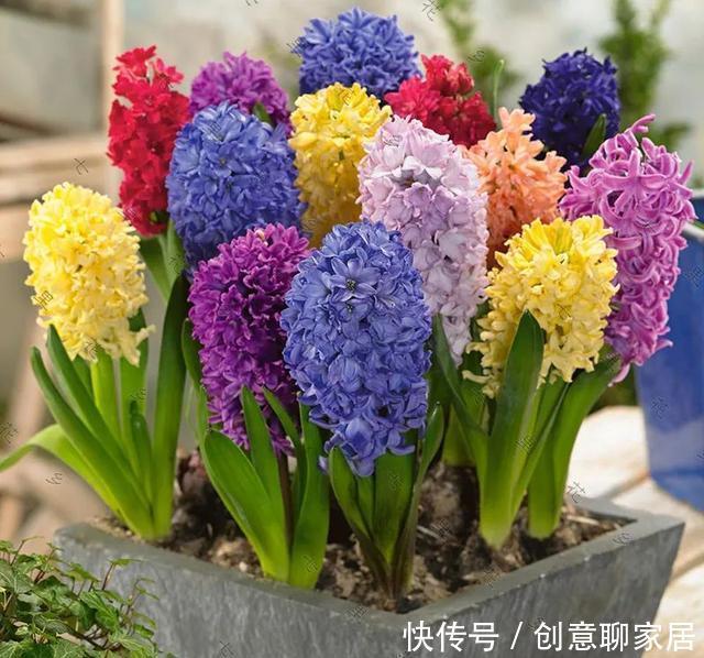 插土就能活!大半个月不用浇水,繁殖掐枝就能活,适合懒人