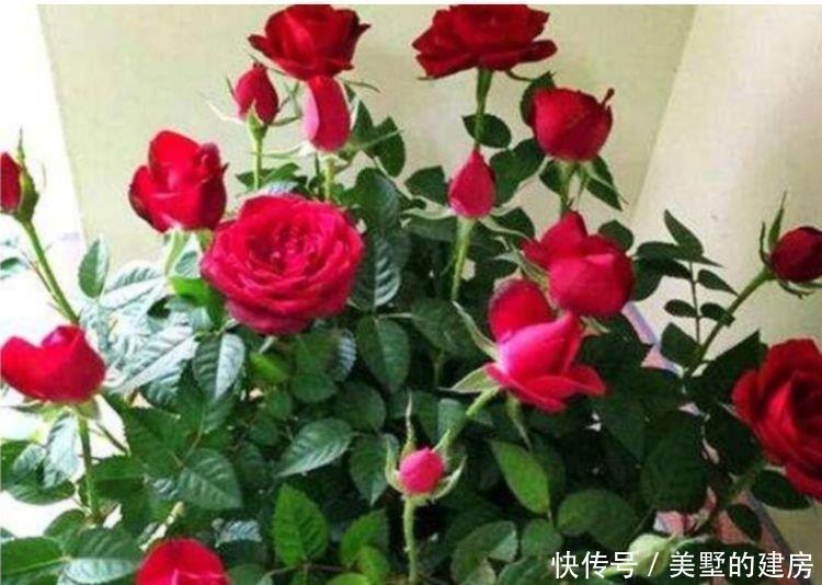 光照|4种花养家里，人养花，花也养人，开花量大，花开枝繁叶茂