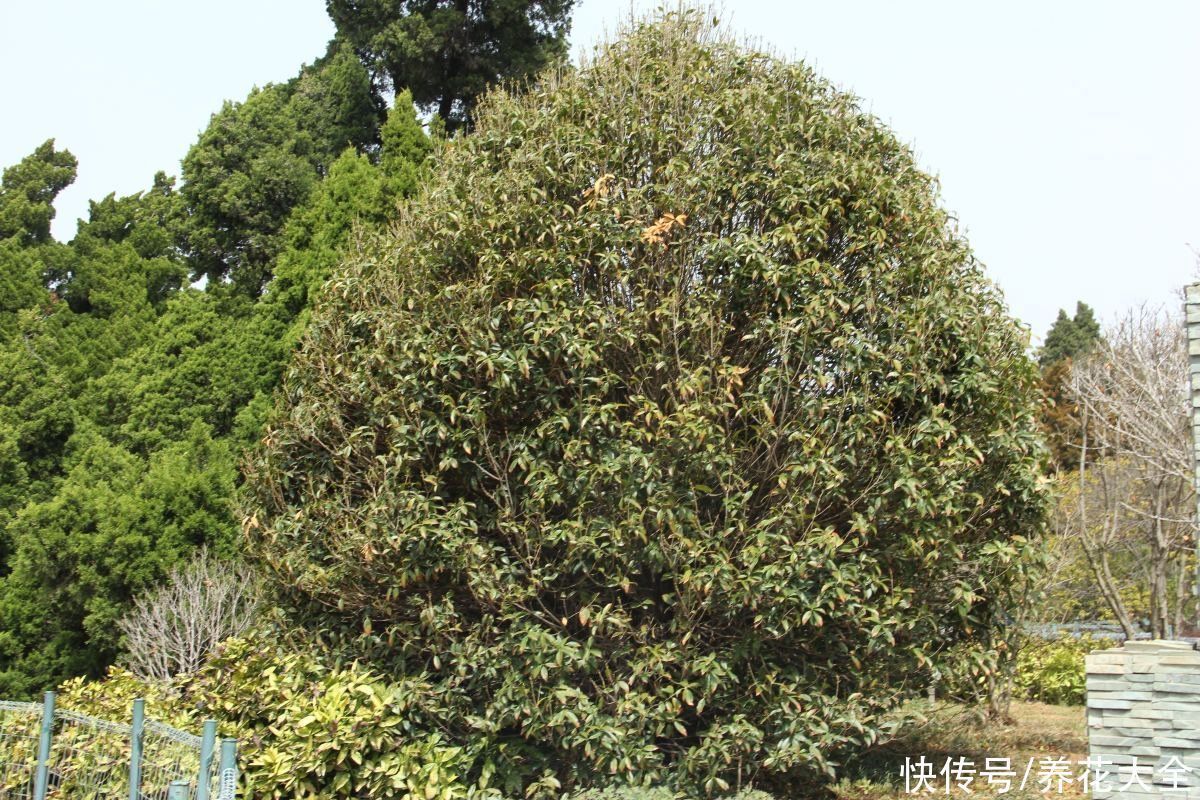 桂花树|家里有院子的一定要养这4种花，庭院秒变花园，芳香四溢