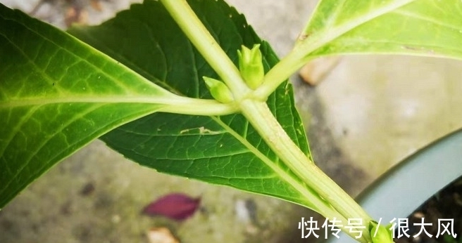 绣球能修剪吗，这些情况不分清，剪完变绿植