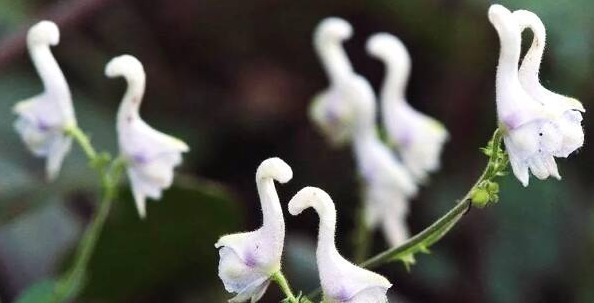 喜欢菊花，不如养盆“高档小花”血根草，名字奇葩，长得却很美