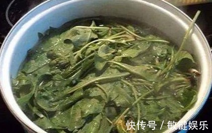 蒲公英水|高二女生,因一壶蒲公英水,被送入医院,蒲公英泡水,有4大禁忌