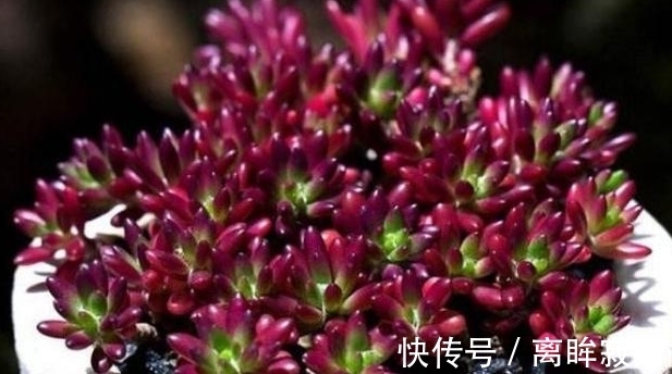 紫米粒|农历8月初6后，养什么多肉？以下3种多肉，紫气东来万事顺利