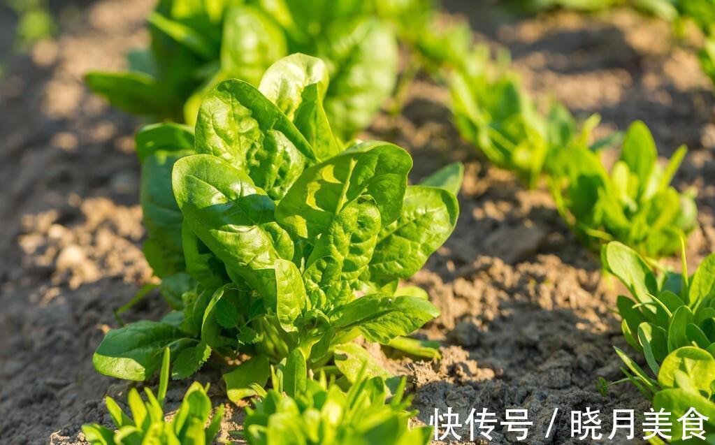秋菠菜如何种？五句老话可作参考，因这5句老话是秋菠菜播种5要素