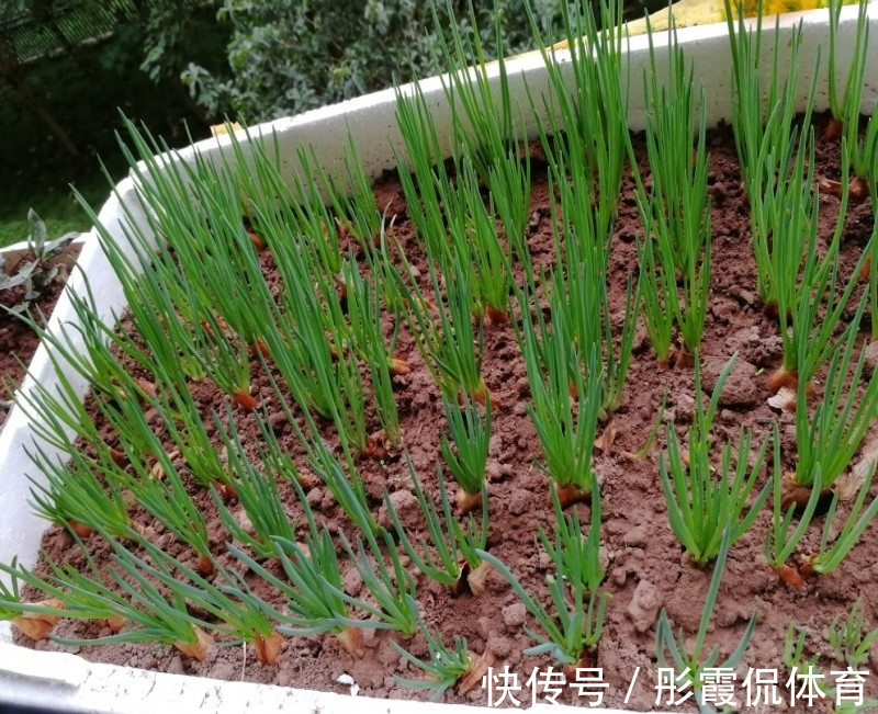 5种“蔬菜”不怕冷,阳台种一盆,0度冻不死,吃一茬冒一茬