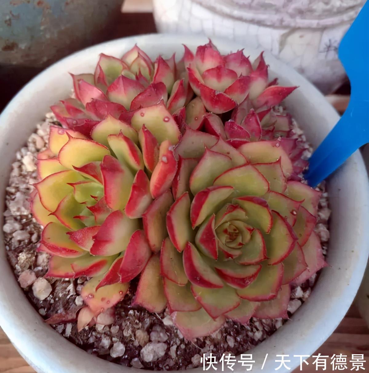 盘点多肉的日常养护,简介红稚莲、三色花月锦、拉姆雷特