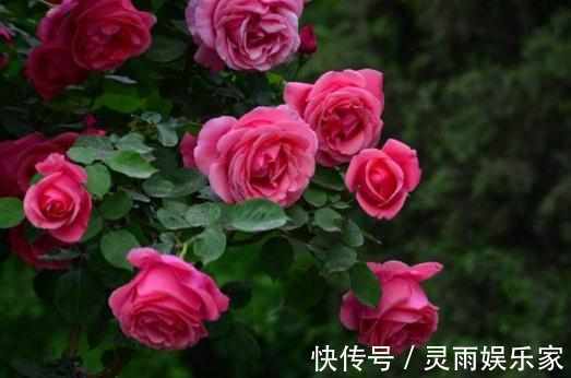 元气满满|盘点不能“养”的花，一不小心就爆盆，长满整个阳台，花盆不够用